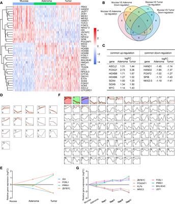 A Dynamic Transcription Factor Signature Along the Colorectal Adenoma-Carcinoma Sequence in Patients With Co-Occurrent Adenoma and Carcinoma